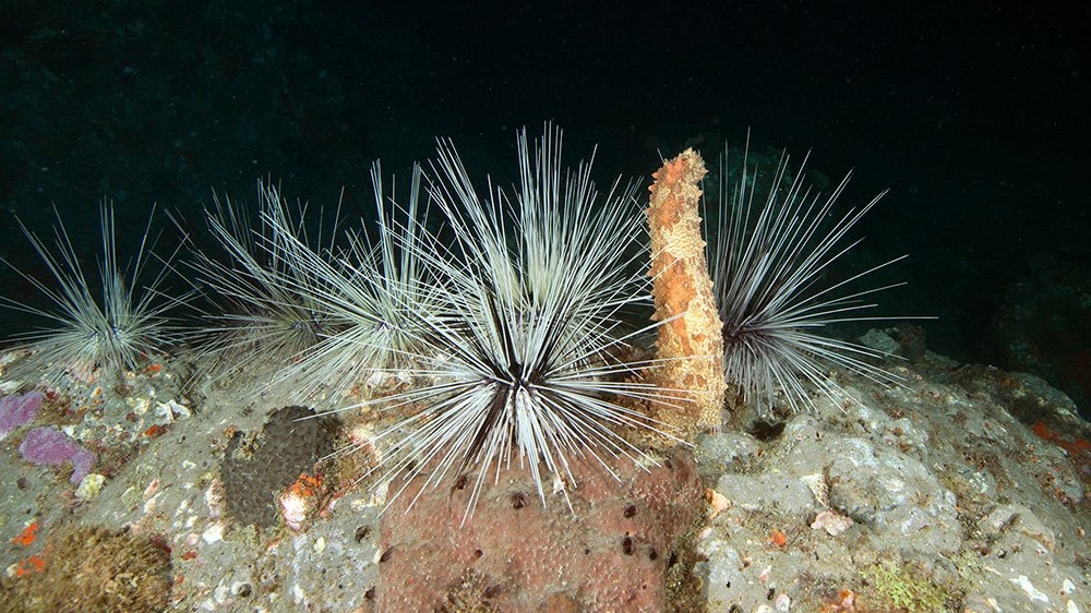 A Five-toothed Sea Cucumber (Actinopyga agassizii) standing up on end in the midst of several sea urchins