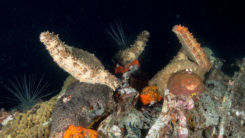 Five-toothed Sea Cucumber (Actinopyga agassizii) standing up on end