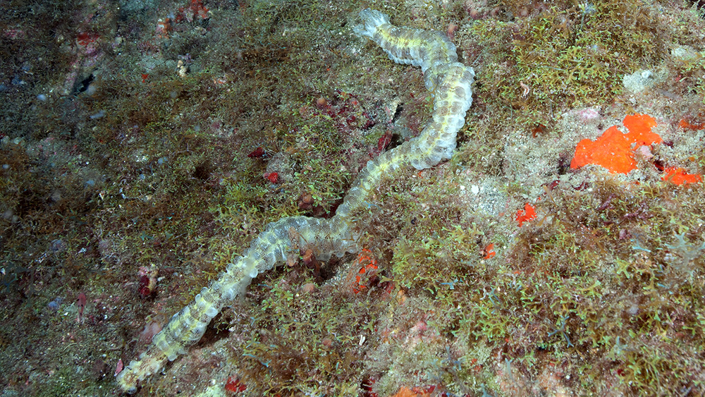 Beaded Sea Cucumber (Euapta lappa)