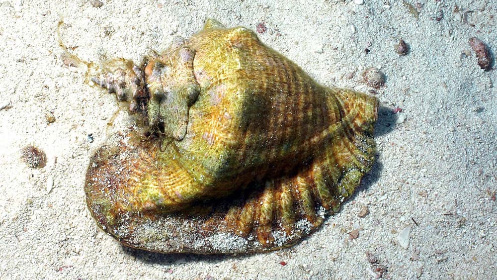A large conch sitting in sand patch