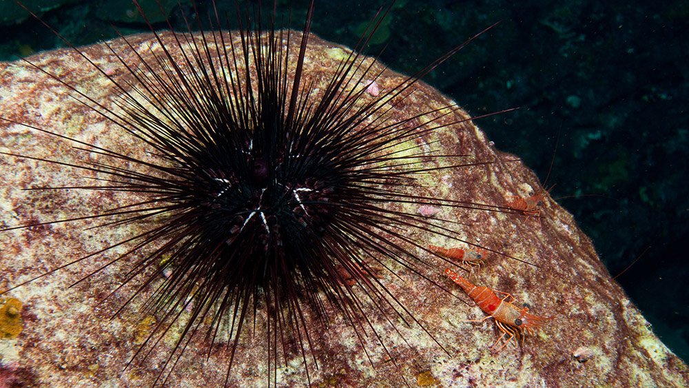 Long-spined Urchin (Diadema antillarum) on bare rock with bright red shrimp perched nearby