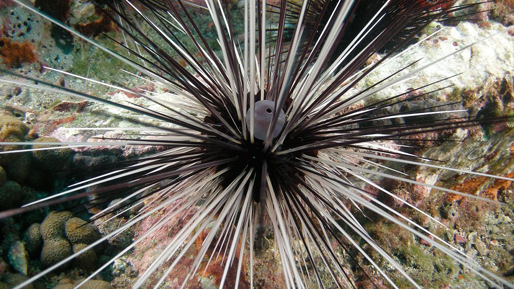 Long-spined Urchin (Diadema antillarum) with both black and white spines