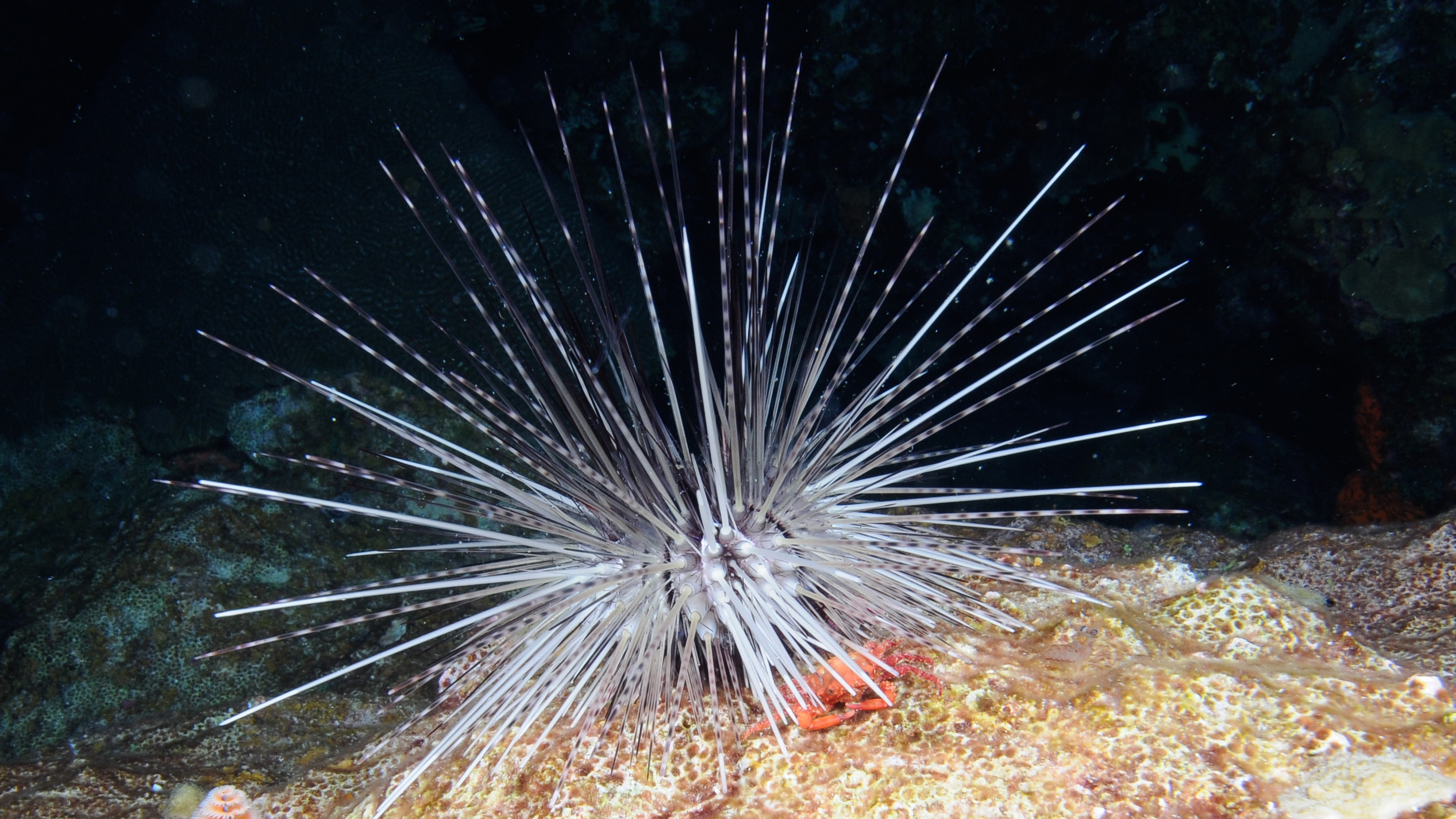 A mostly white Long-spined Urchin (Diadema antillarum) with a red crab resting under its spines
