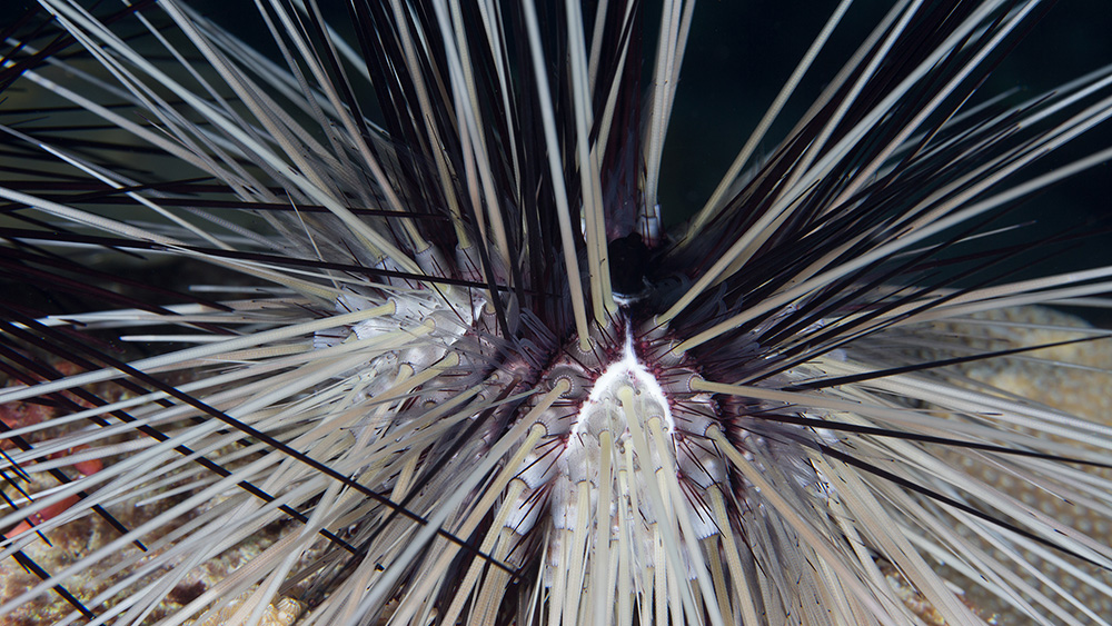 Close up side view of a Long-spined Urchin (Diadema antillarum) with both black and white spines