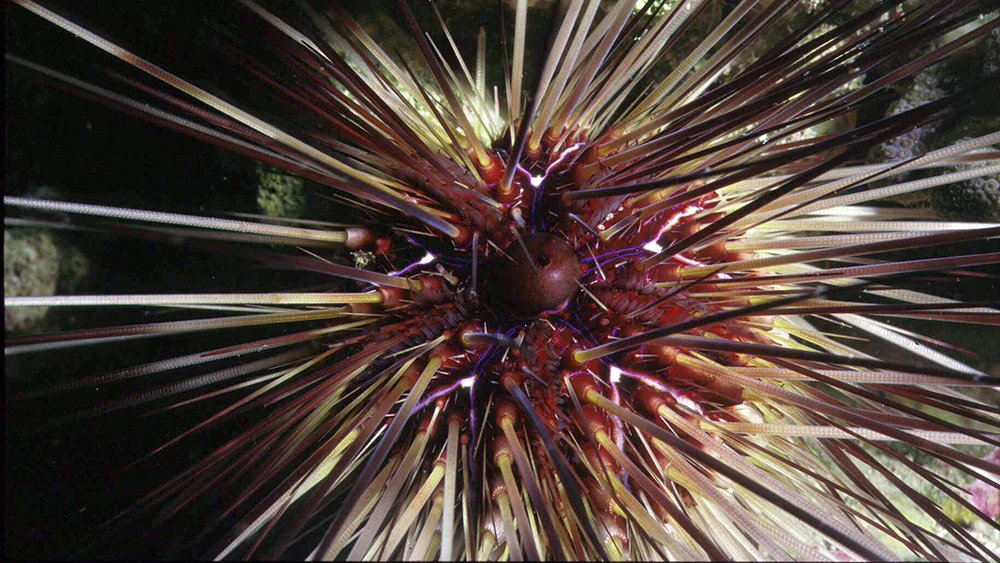 Close look at the top center of Long-spined Urchin (Diadema antillarum)