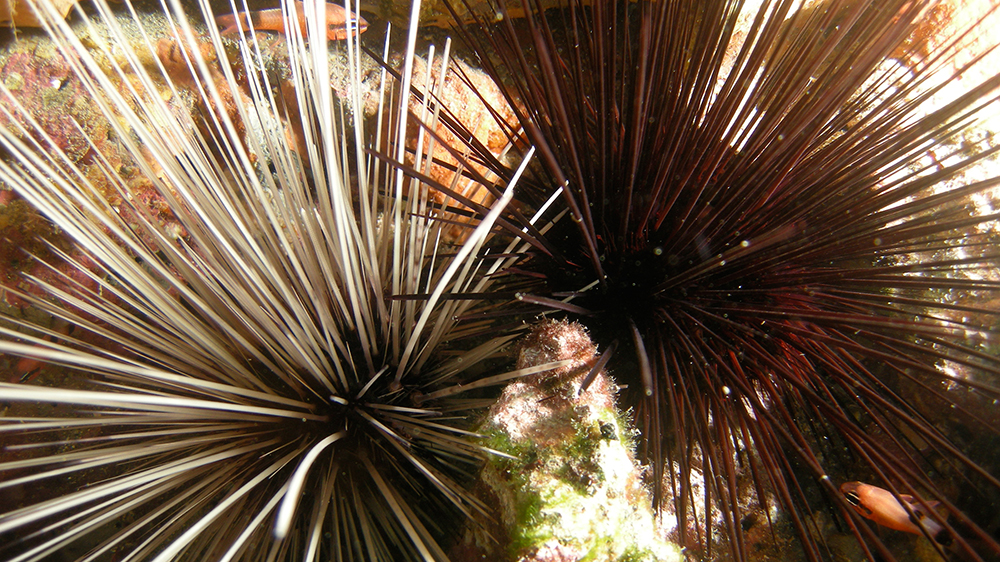 Light and dark spined Long-spined Urchins (Diadema antillarum) side by side on the reef