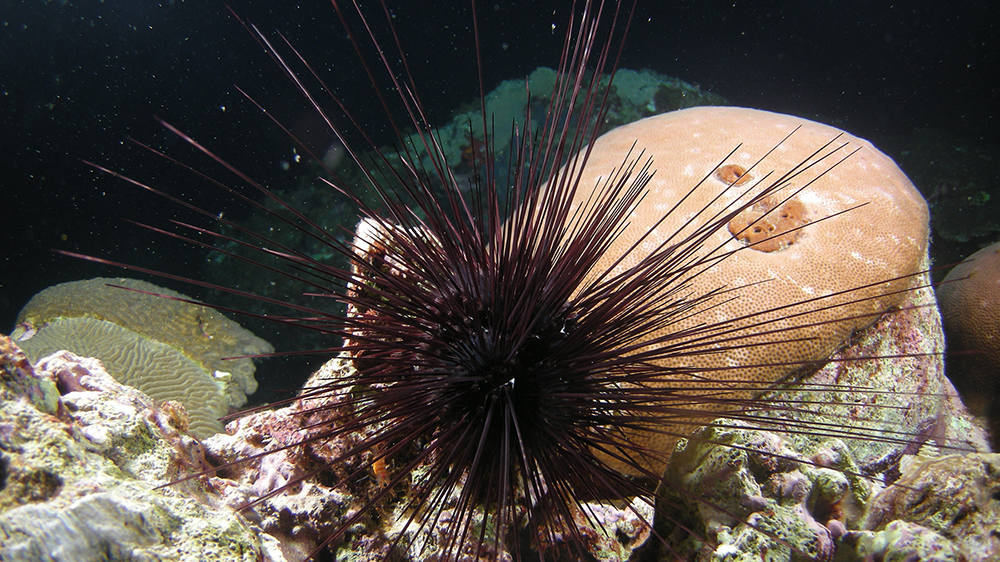 A dark colored Long-spined Urchin (Diadema antillarum) resting in front of a tan coral