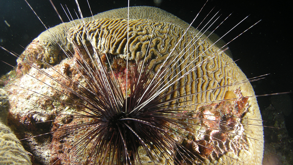 Long-spined Urchin (Diadema antillarum) sitting on a brain coral
