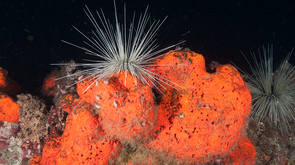 A white Long-spined Urchin (Diadema antillarum) atop a bright orange sponge