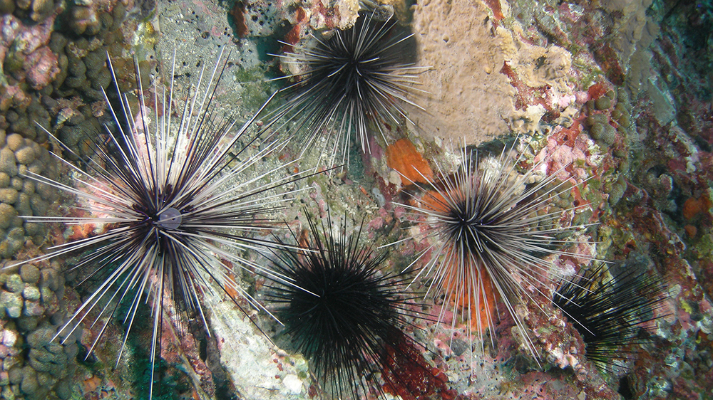 Five Long-spined Urchins (Diadema antillarum) clustered on the reef near an orange sponge and corals