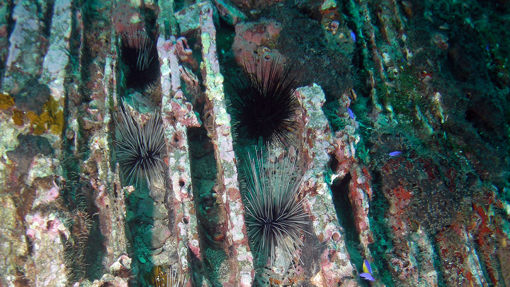 Long-spined Urchins (Diadema antillarum) tucked between rocky ridges on the reef