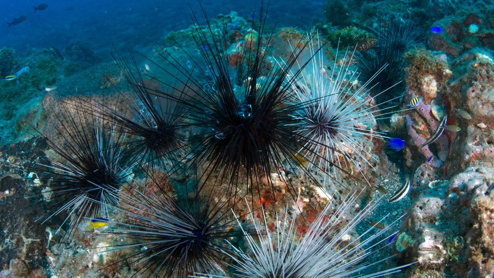 Cluster of Long-spined Urchins (Diadema antillarum) spewing a milky white substance into the water around them