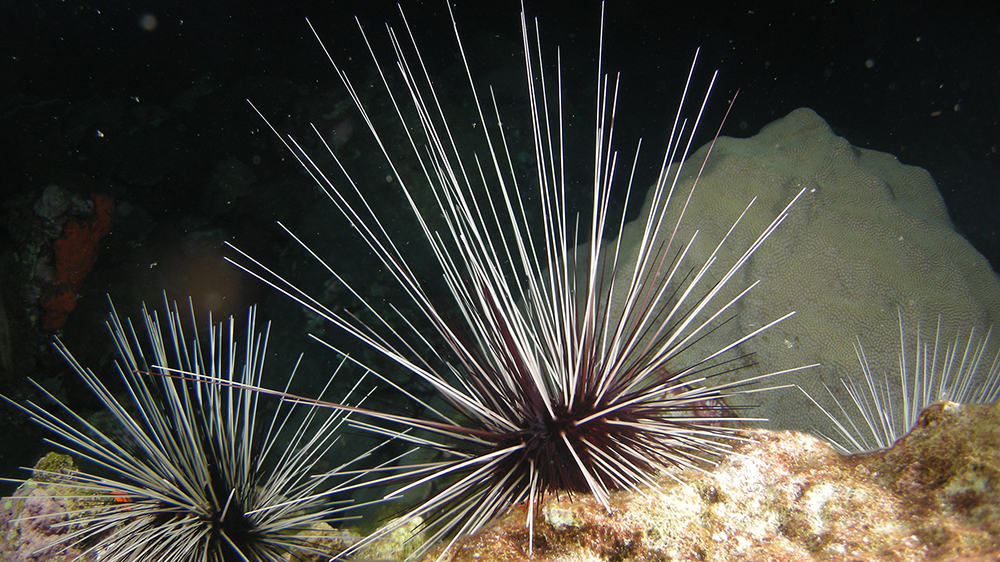 Three Long-spined Urchins (Diadema antillarum) in the foreground with a large coral visible in the background