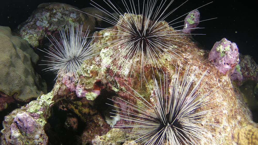 Three Long-spined Urchins (Diadema antillarum) clustered on the reef near purple sponges