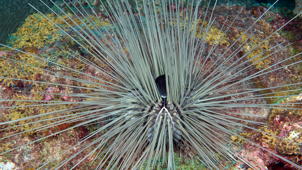 A white Long-spined Urchin (Diadema antillarum) in a bed of leafy algae on the reef