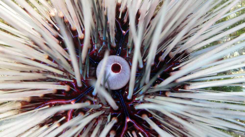 Close up of the top of a white Long-spined Urchin (Diadema antillarum) showing irridescent purple star pattern between spines
