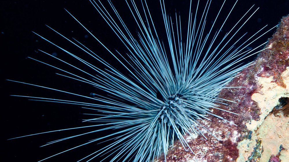 Side view of a white Long-spined Urchin (Diadema antillarum) at night