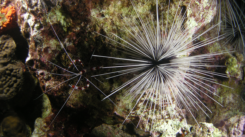 Overhead view of a white Long-spined Urchin (Diadema antillarum) next to a red and white banded shrimp with long white antennas