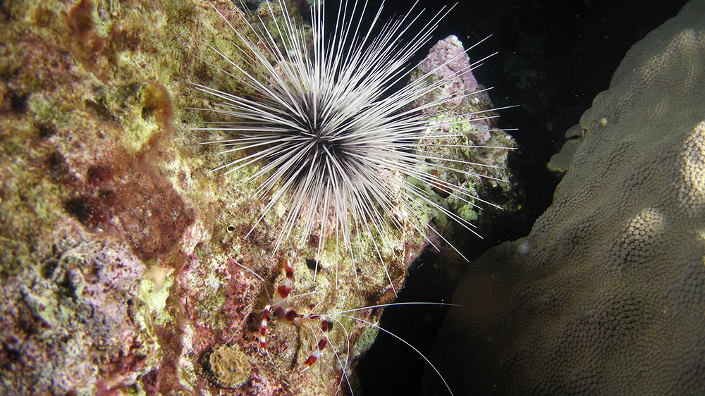A white Long-spined Urchin (Diadema antillarum) next to a red and white banded shrimp