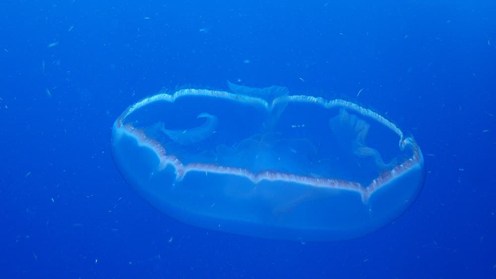 A moon jelly floating upside down in bright blue water