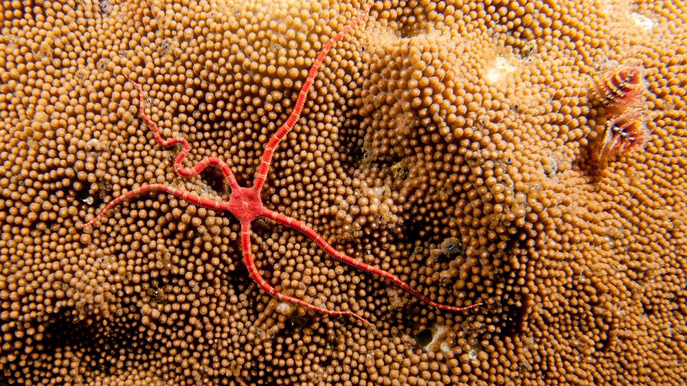 Ruby Brittle Star on top of a coral ready to spawn