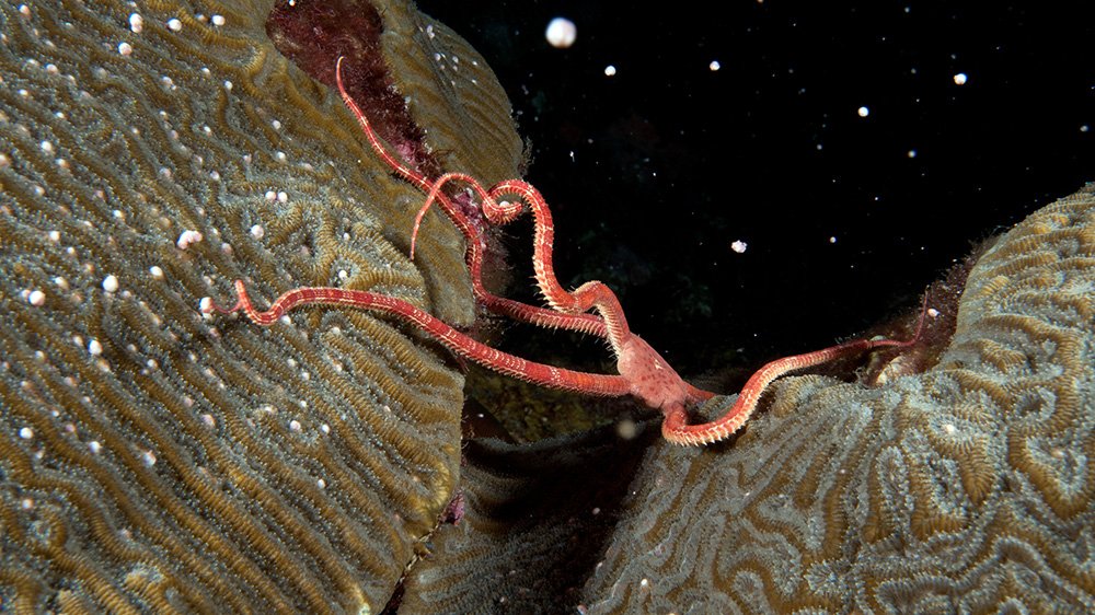Ruby Brittle Star stretched across a gap between spawning brain corals