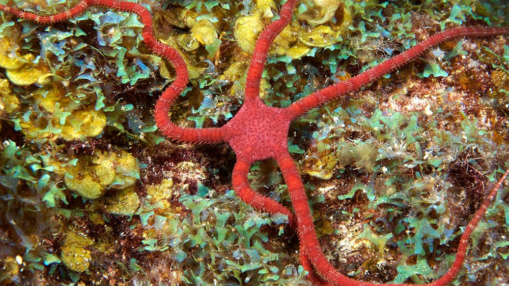 A red brittle star sprawled across a patch of leafy green algae