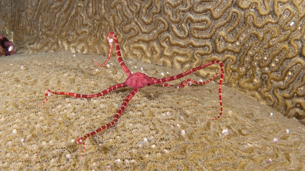 Ruby Brittle Star grabbing spawn as the coral releases it