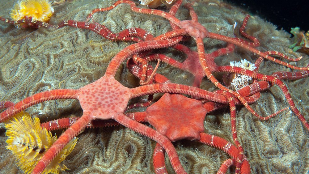 Ruby brittle stars piled up on one another on a brain coral near Christmas tree worms