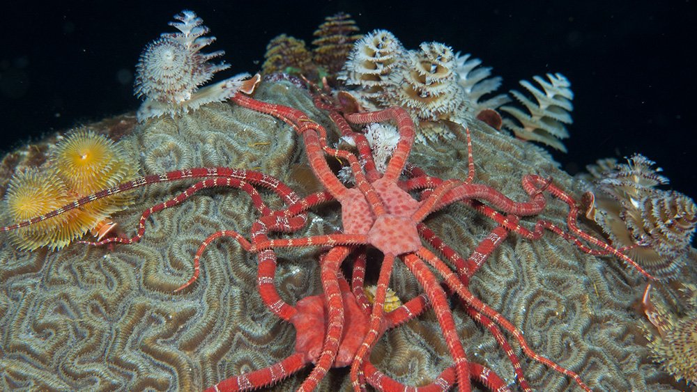 Ruby Brittle Stars piled up on one another atop a brain coral with several Christmas worms behind them