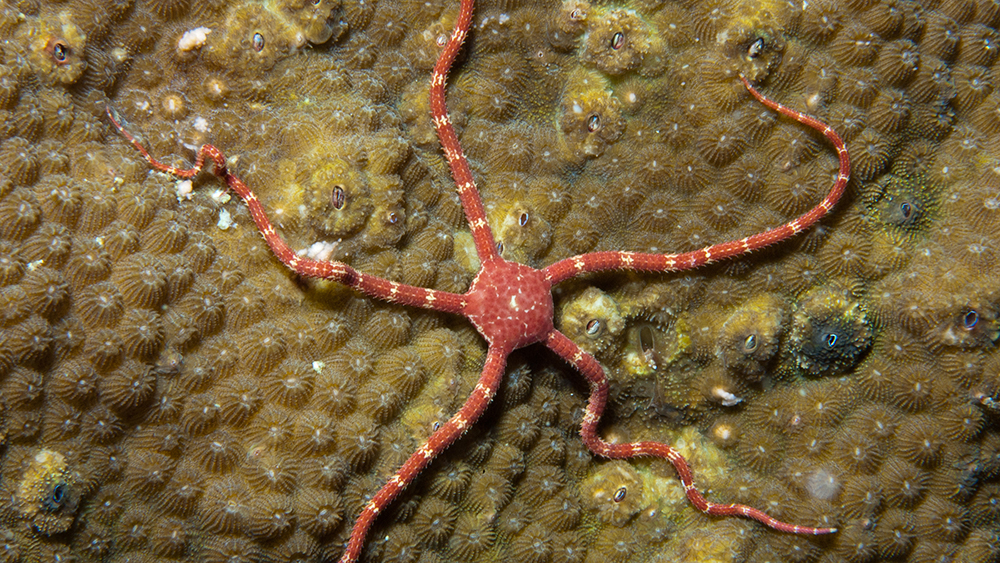 Ruby Brittle Star sprawled across a coral with closed polyps