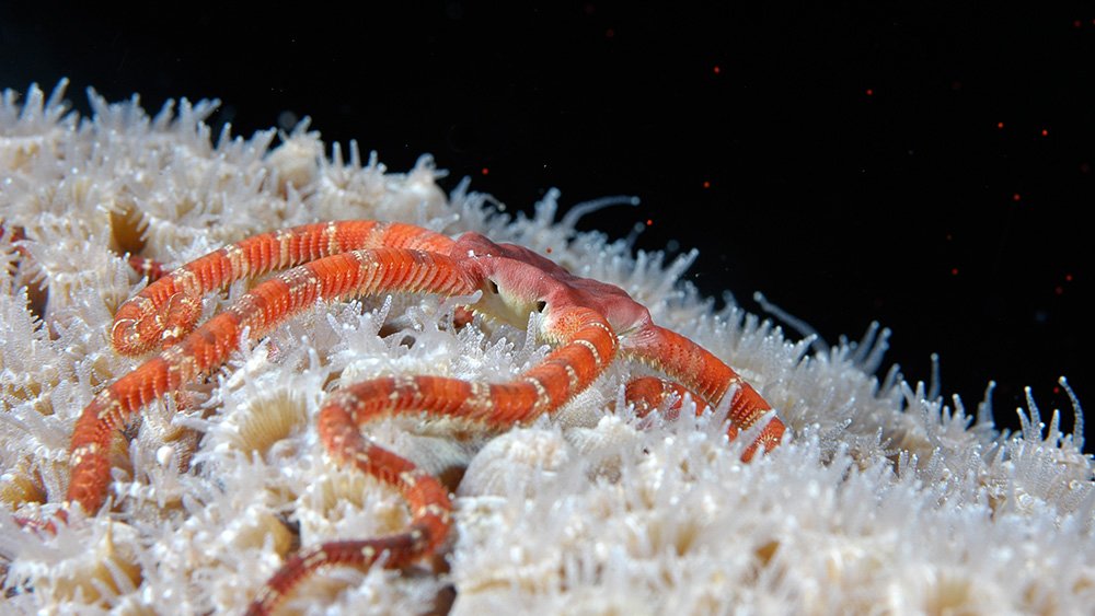 Ruby Brittle Star sprawled on top of a coral with open polyps