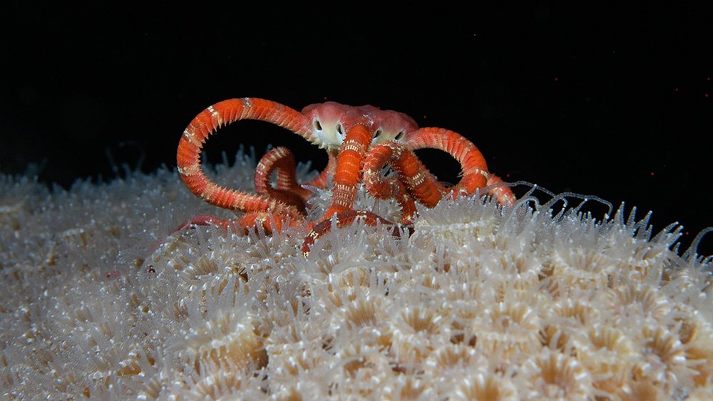 Ruby Brittle Star raising itself up on its arms on top of a coral with open polyps