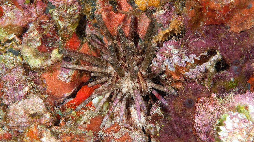 Slate Pencil Urchin (Eucidaris tribuloide)