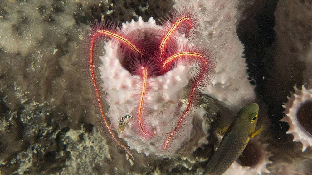 Suenson's or Sponge Brittle Star (Ophiothrix suensonii)