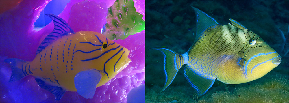 Side by side images of a queen triggerfish. On the left is one sculpted from ice. On the right is a photo of one from the sanctuary.