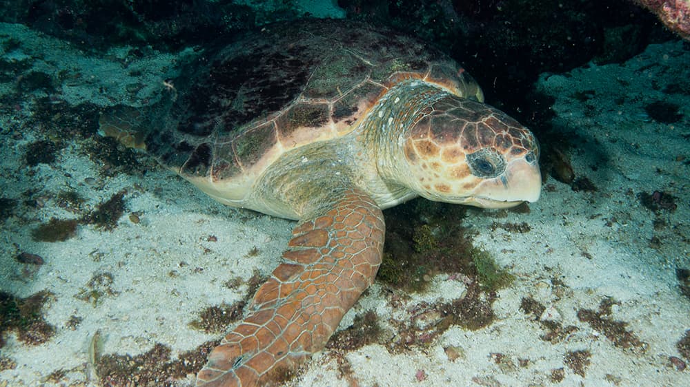 Sea turtle resting on the sea floor in a sandy area.