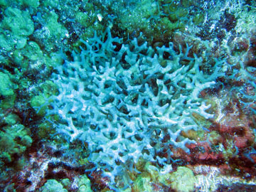 Dictyota algae (Dictyota sp.)