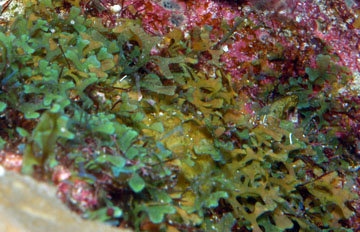 Dictyota algae (Dictyota sp.)
