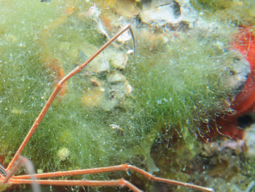 Derbesia marina green algae