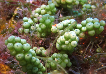 Green Grape Algae (Caulerpa racemosa)