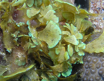 Padina profunda (algae)