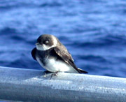 Bank swallow (small black and white bird) sitting on a boat railing in the sanctuary