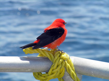 Scarlet tanager (small red and black bird) sitting on a boat railing in the sanctuary