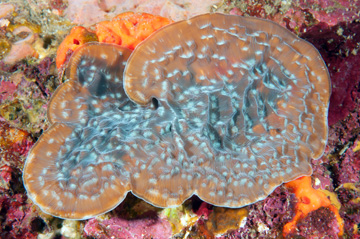 Fragile Saucer Coral (Agaricia fragilis)