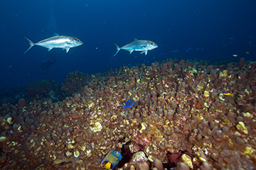 Two Amberjack swimming over a field of Orbicella annularis