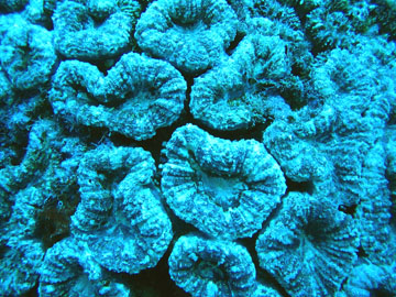 close up view of spiny flower coral polyps