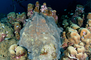 Mountainous Star Coral (Orbicella faveolata) surrounded by Lobed Star Coral (Orbicella annularis)