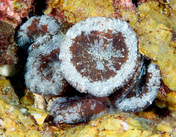 Artichoke Coral (Scolymia cubensis)