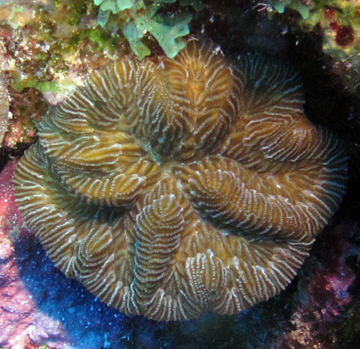 Young colony of Boulder Brain Coral (Colphophyliia natans)